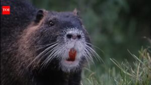How orange-toothed invasive nutria rodents are destroying California wetlands |