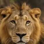 Asiatic lion in Mumbai’s Sanjay Gandhi National Park in ill health | Mumbai News
