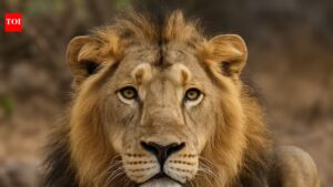 Asiatic lion in Mumbai’s Sanjay Gandhi National Park in ill health | Mumbai News