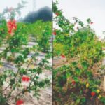 Four-Acre Hibiscus Farm Hopes To Revolutionize Tamil Nadu’s Herbal Tea Market chennai news