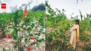 Four-Acre Hibiscus Farm Hopes To Revolutionize Tamil Nadu’s Herbal Tea Market chennai news