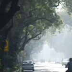 More trees doesn’t always mean less heat: IIT-Gn study | Ahmedabad News