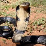 King Cobra Capitals: 10 countries where the world’s deadliest snake thrives | world news