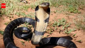 King Cobra Capitals: 10 countries where the world’s deadliest snake thrives | world news