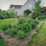 The narrow bed mistake: Why your slim front garden looks cluttered instead of elegant |
