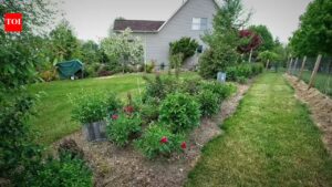 The narrow bed mistake: Why your slim front garden looks cluttered instead of elegant |