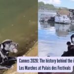 Peak humanity: Parisians form a human chain to save a drowning pup from the Seine River
