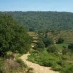 Karnataka suspends trekking activities on forest trails with wildlife movement. Bengaluru News