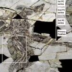 A 160-million-year-old ‘technicolour’ dinosaur fossil discovered in China with four wings and bird-like feathers.