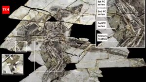 A 160-million-year-old ‘technicolour’ dinosaur fossil discovered in China with four wings and bird-like feathers.