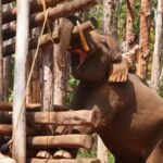 Jumbo Balanna resumes camp duty after recovery. Mysuru News