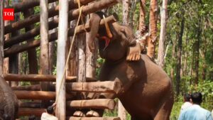 Jumbo Balanna resumes camp duty after recovery. Mysuru News
